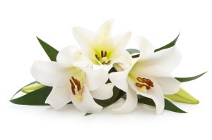 lily funeral obituary