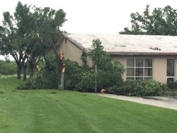 Tree damaged by strong thunderstorm. Photo by Chad Young.