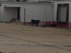 Cows hanging out at old Borden Plant after storm.