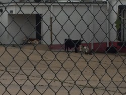 Cows hanging out at old Borden Plant after storm.