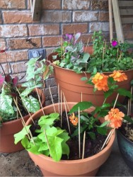 containergarden