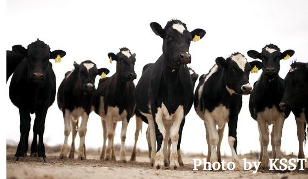 cows sample photo