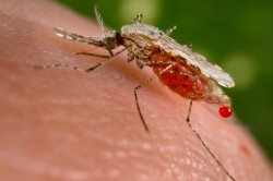 Here an Anopheles stephensi female is gorged with blood and beginning to pass unwanted liquid fractions of the blood to make room in her gut for more of the solid nutrients. "Anopheles stephensi" by Jim Gathany