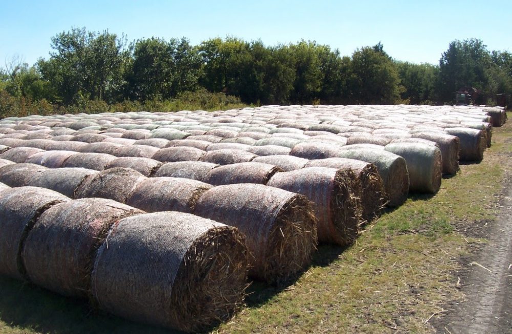 hay forage bales farm