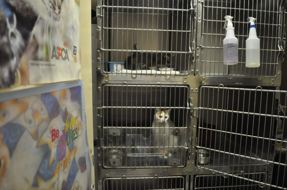 Current Animal Shelter Cat Facilities