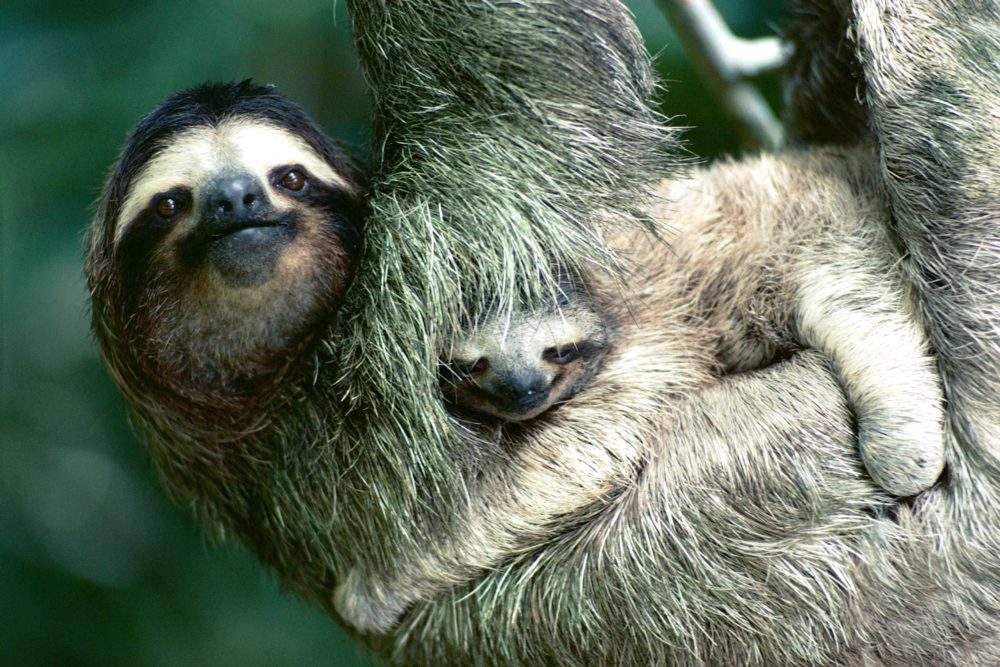 sloths