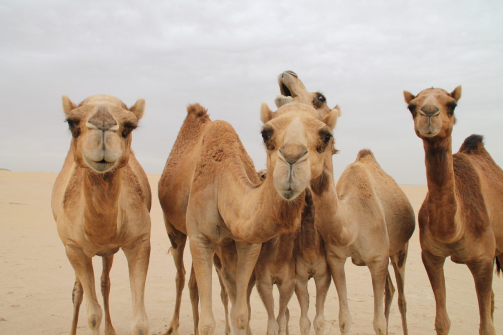 camels#2