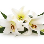 lily funeral obituary