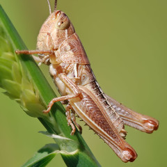 Return Of The Grasshoppers