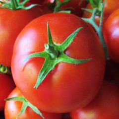 Pruning Tomato And Pepper Plants By David Wall