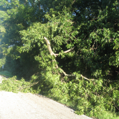 Tira News by Jan Vaughn 09/09/14