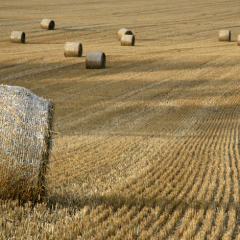 Hay, Bees and Livestock Shows