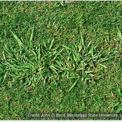 Dallisgrass Infestation in Hopkins County by Mario Villarino DVM, Ph.D.