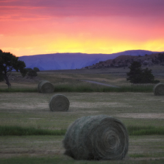 Professional Ag Workers Annual Hay Show and Sale