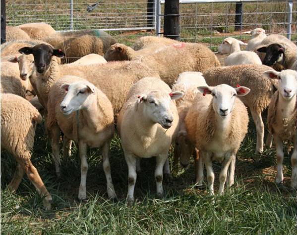 MeatGoatSheepForum