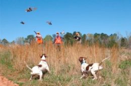 Quail Surveys Indicate Promising Prospects for October 26, 2024 Season Opener