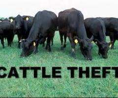 Cattle Theft Thwarted by Toney Hurley