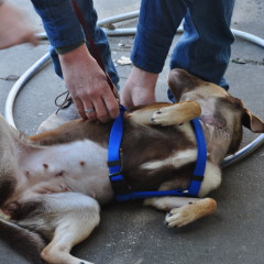 Animal Abuse in Sulphur Springs (Please help)