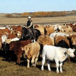 cattle-roundup