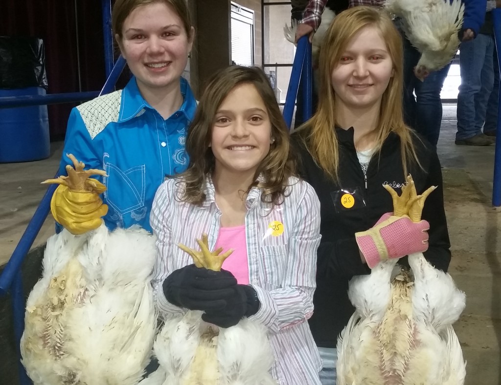 NETLA Chickens