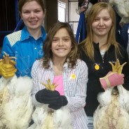 Junior Livestock Show Set for Friday and Saturday