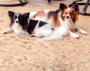 Jake Bella dogs