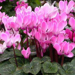 Cyclamen Persicum, Cold Tolerant Plant for your Garden