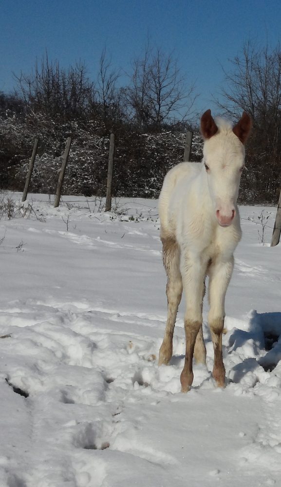 Horse Snow Winter