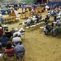 FFA Project Show Auction Results
