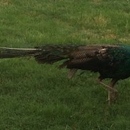 Wayward Peacock to be Reunited with Owner and His Remaining Flock