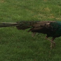 Wayward Peacock to be Reunited with Owner and His Remaining Flock
