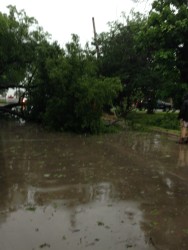 Trees across Pipeline Road.