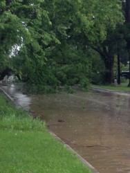 Trees across Pipeline Road.