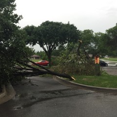 Determining What To Do About Damaged Trees