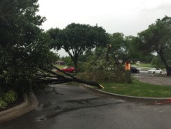 Tree damaged by strong thunderstorm. Photo by Chad Young.