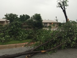 Tree and home damaged by strong thunderstorm. Photo by Chad Young.