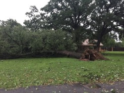 Trees damaged by strong thunderstorms. Photo by Rhonda Young.