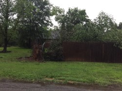 Trees damaged by strong thunderstorms. Photo by Rhonda Young.
