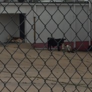 Cow seek refuge at Old Borden Plant