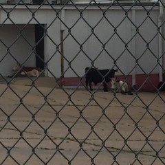 Cow seek refuge at Old Borden Plant