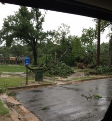 Kids Kingdom tree damage.