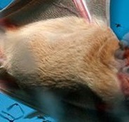 Without Stadium Home, Bats Invade Texas A&M Buildings