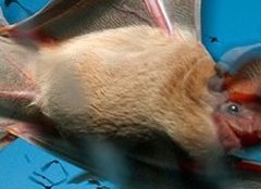 Without Stadium Home, Bats Invade Texas A&M Buildings