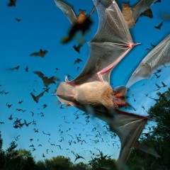 Texas Residents Asked to Assist in Documentation of Bat Species and Populations