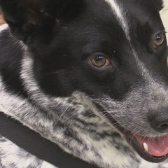 Diana is Available for Adoption