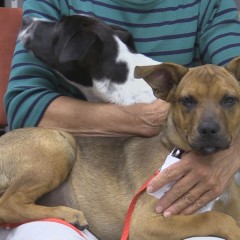 Hearts of Life Offers Pets For Adoption