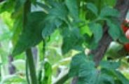 The End Of Tomato Season