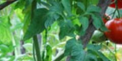 The End Of Tomato Season