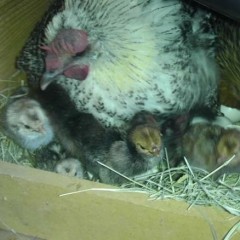 All about Broody Hens