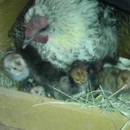 Avian Influenza Not in Texas Yet